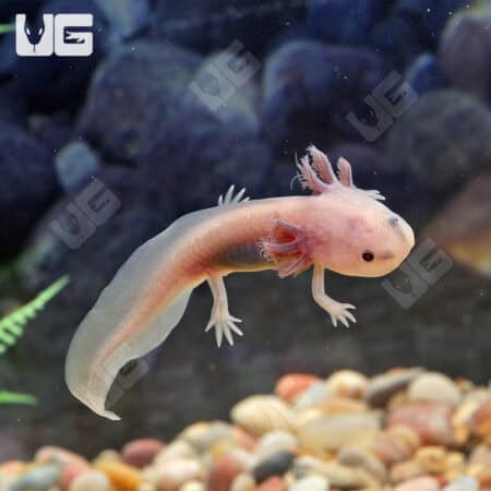 Melanoid Copper Axanthic Axolotls For Sale - Underground Reptiles