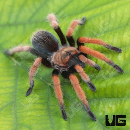 Mexican Bloodleg Tarantula (Aphonopelma bicoloratum) For Sale - Underground Reptiles