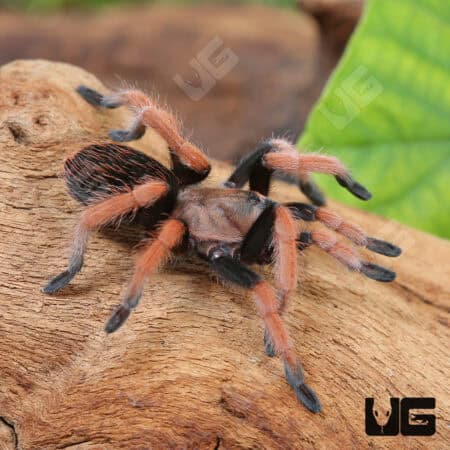 Mexican Bloodleg Tarantula (Aphonopelma bicoloratum) For Sale - Underground Reptiles