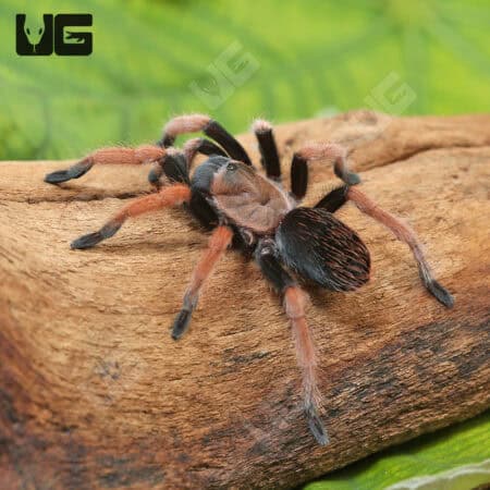 Mexican Bloodleg Tarantula (Aphonopelma bicoloratum) For Sale - Underground Reptiles