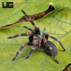 Mexican Flame Knee Tarantulas For Sale - Underground Reptiles
