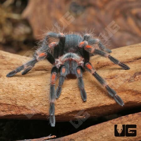 Mexican Flame Knee Tarantulas For Sale - Underground Reptiles