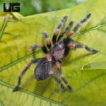 Mexican Flame Knee Tarantulas For Sale - Underground Reptiles