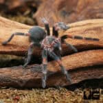 Mexican Flame Knee Tarantulas For Sale - Underground Reptiles