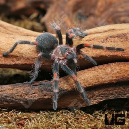 Mexican Flame Knee Tarantulas For Sale - Underground Reptiles