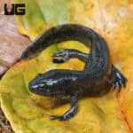 Mole Salamanders For Sale - Underground Reptiles