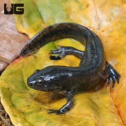 Mole Salamanders For Sale - Underground Reptiles