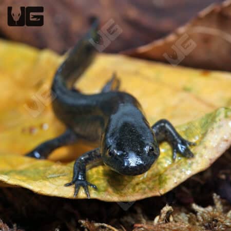 Close-up of a Mole Salamander on a leaf in natural habitat.