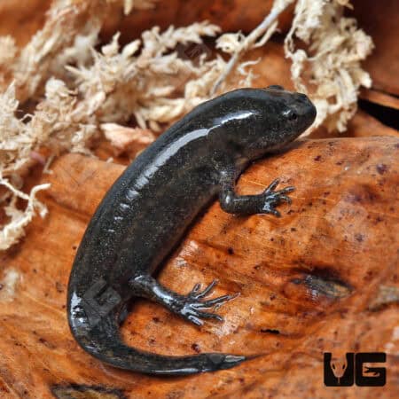 Close-up of a Mole Salamander on a wooden surface with natural background.