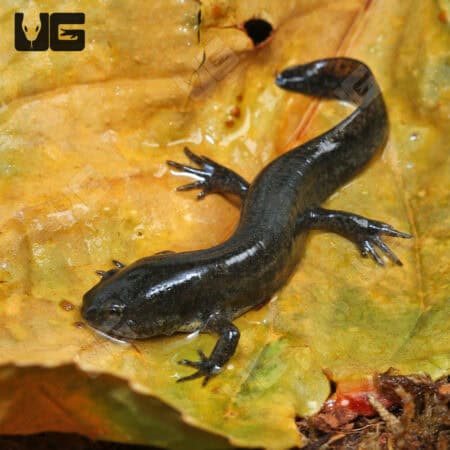 Close-up of a black Mole Salamander on leaf surface.