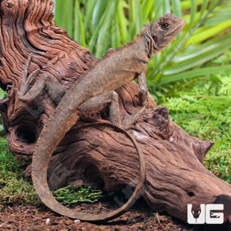 Mophead iguanas (Uranoscodon superciliosus) For Sale - Underground Reptiles