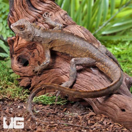 Mophead iguana resting on wood with green foliage background.