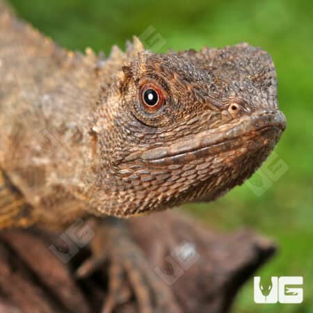 Mophead iguanas (Uranoscodon superciliosus) For Sale - Underground Reptiles