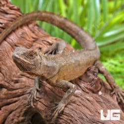 Mophead iguanas (Uranoscodon superciliosus) For Sale - Underground Reptiles