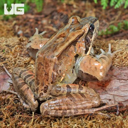 Mountain Chicken Frog (Leptodactylus fallax) For Sale - Underground Reptiles