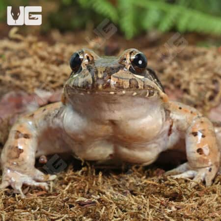 Mountain Chicken Frog (Leptodactylus fallax) For Sale - Underground Reptiles