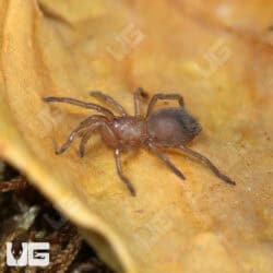 Oklahoman Brown Tarantulas For Sale - Underground Reptiles