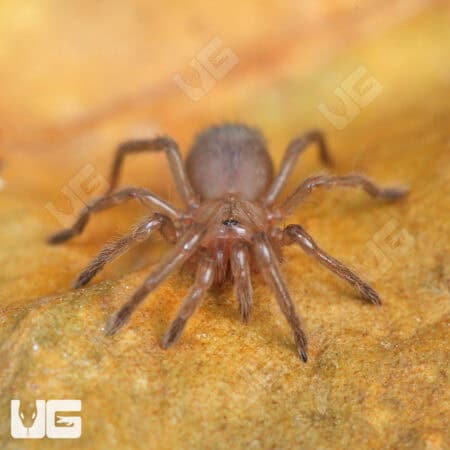 Oklahoman Brown Tarantulas For Sale - Underground Reptiles