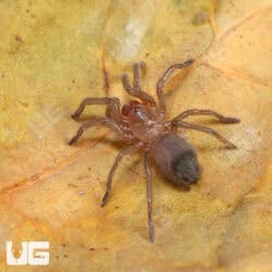 Oklahoman Brown Tarantulas For Sale - Underground Reptiles