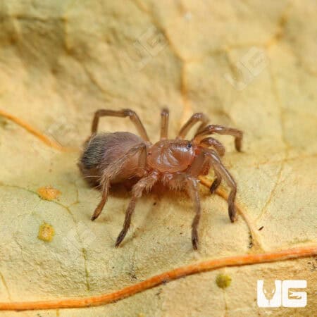 Oklahoman Brown Tarantulas For Sale - Underground Reptiles