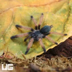 Panamanian Blonde Tarantula For Sale - Underground Reptiles