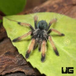 Panamanian Blonde Tarantula For Sale - Underground Reptiles