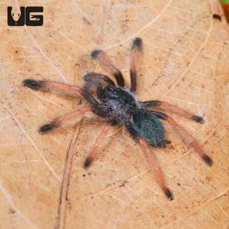 Panamanian Blonde Tarantula For Sale - Underground Reptiles