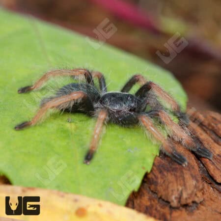 Panamanian Blonde Tarantula For Sale - Underground Reptiles