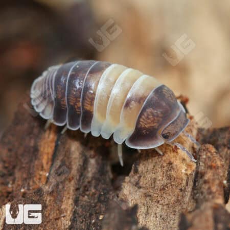 Panda King Isopods (Cubaris Murina) For Sale - Underground Reptiles