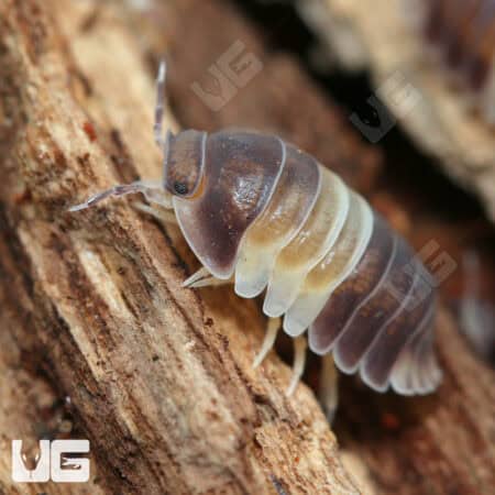 Panda King Isopods (Cubaris Murina) For Sale - Underground Reptiles