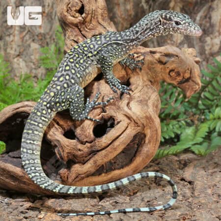 Pastel Blue Tail Monitor For Sale - Underground Reptiles
