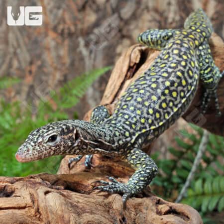 Pastel Blue Tail Monitor For Sale - Underground Reptiles