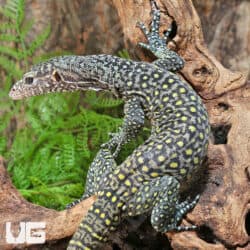 Pastel Blue Tail Monitor For Sale - Underground Reptiles