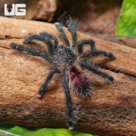 Mardi Gras Pinktoe Tarantula for Sale - Underground Reptiles