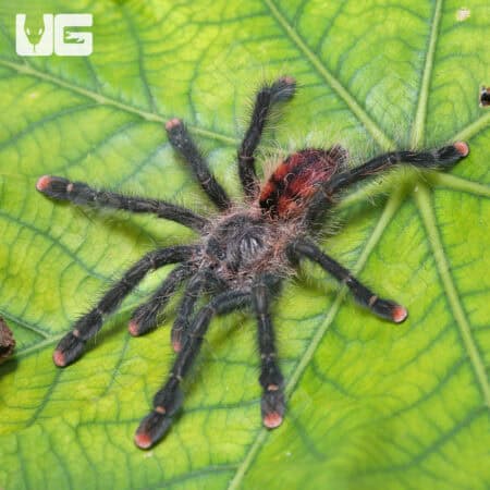 Mardi Gras Pinktoe Tarantula for Sale - Underground Reptiles