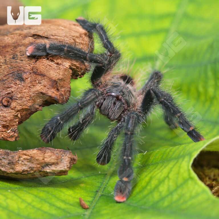 Mardi Gras Pinktoe Tarantula for Sale - Underground Reptiles