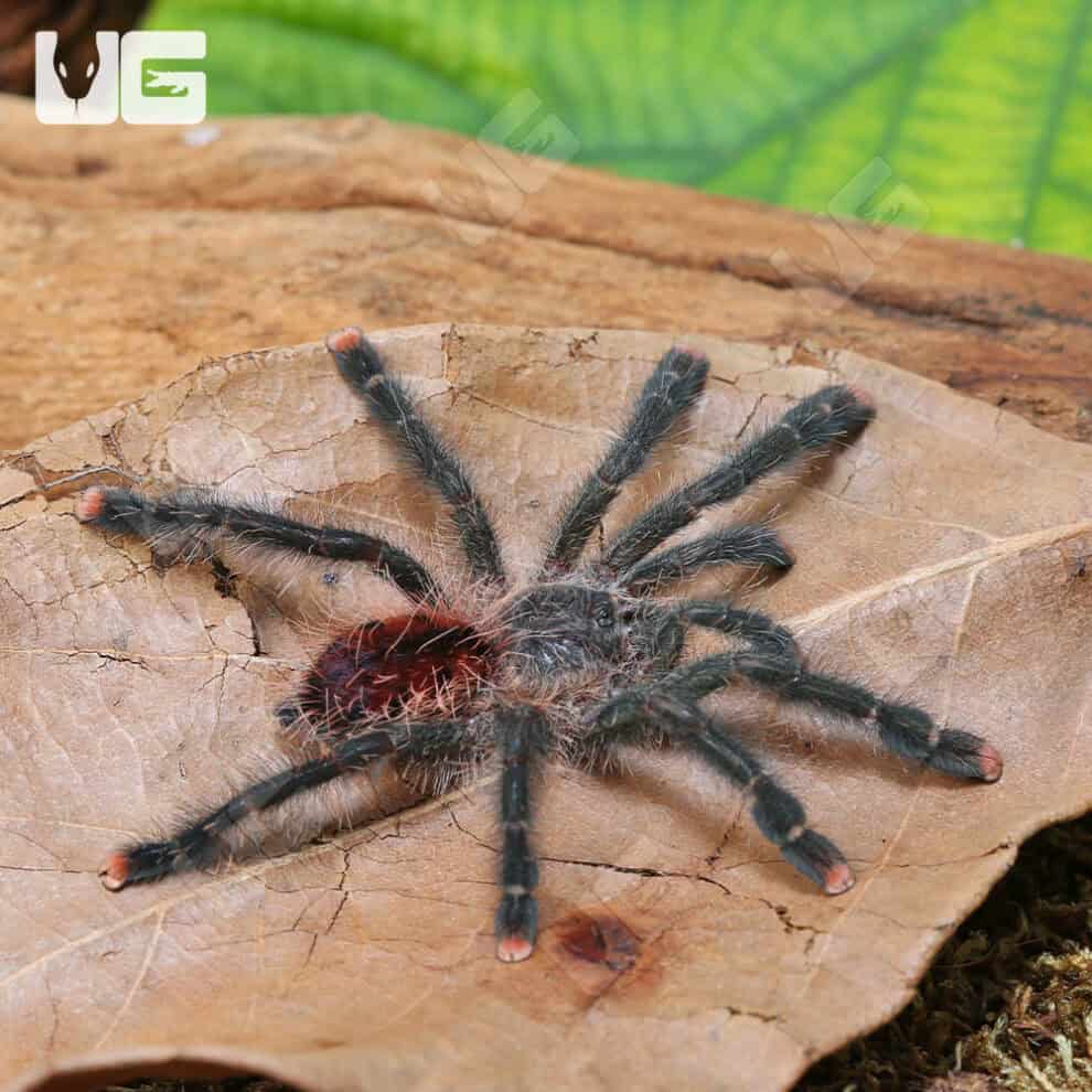 Mardi Gras Pinktoe Tarantula for Sale - Underground Reptiles