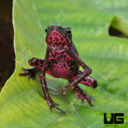 Purple Harlequin Toad (Atelopus barbotini) For Sale - Underground Reptiles