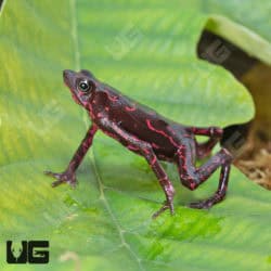 Purple Harlequin Toad (Atelopus barbotini) For Sale - Underground Reptiles