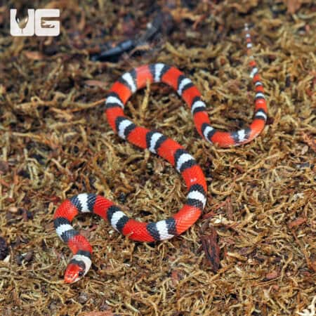 Scarlet Snakes for sale - Underground Reptiles