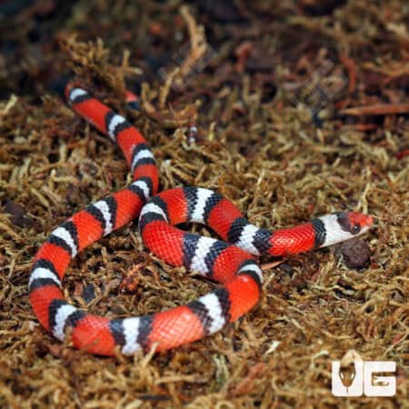 Scarlet Snakes for sale - Underground Reptiles