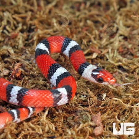 Scarlet Snakes for sale - Underground Reptiles