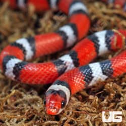 Scarlet Snakes for sale - Underground Reptiles