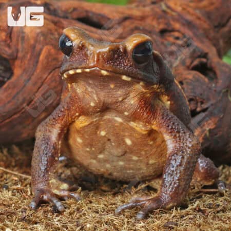 Smooth Sided Toads For Sale - Underground Reptiles