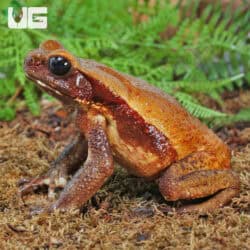 Smooth Sided Toads For Sale - Underground Reptiles