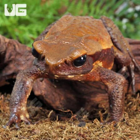 Smooth Sided Toads For Sale - Underground Reptiles