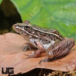 Southern Leopard Frogs (Lithobates sphenocephalus) For Sale - Underground Reptiles