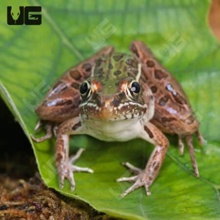 Southern Leopard Frogs (Lithobates sphenocephalus) For Sale - Underground Reptiles
