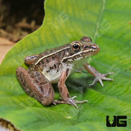 Southern Leopard Frogs (Lithobates sphenocephalus) For Sale - Underground Reptiles