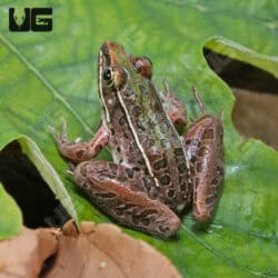 Southern Leopard Frogs (Lithobates sphenocephalus) For Sale - Underground Reptiles